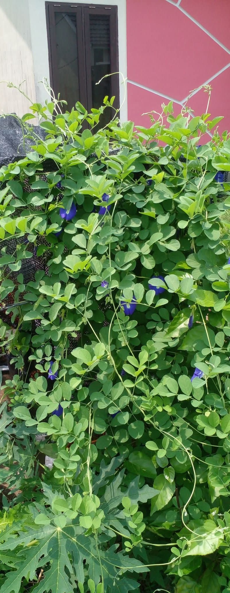 Butterfly Pea Farm