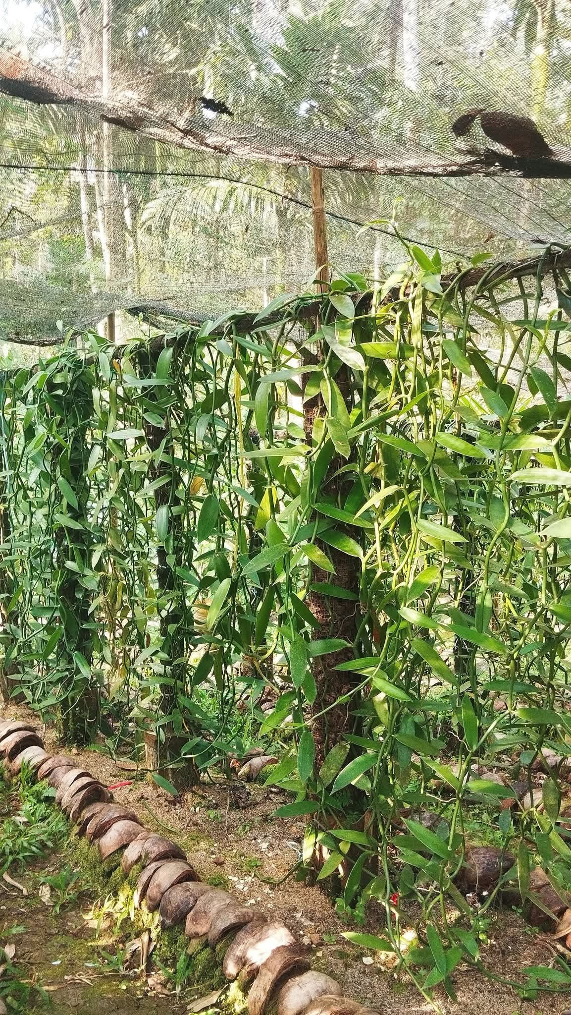 Vanilla Plantation