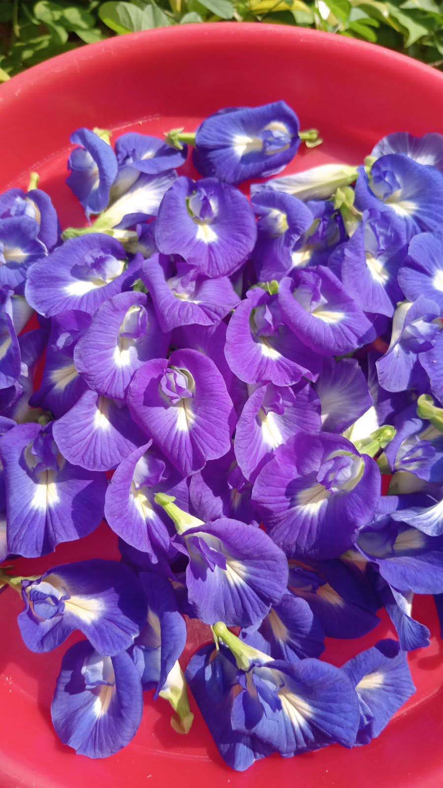 Butterfly Pea Fresh Harvest
