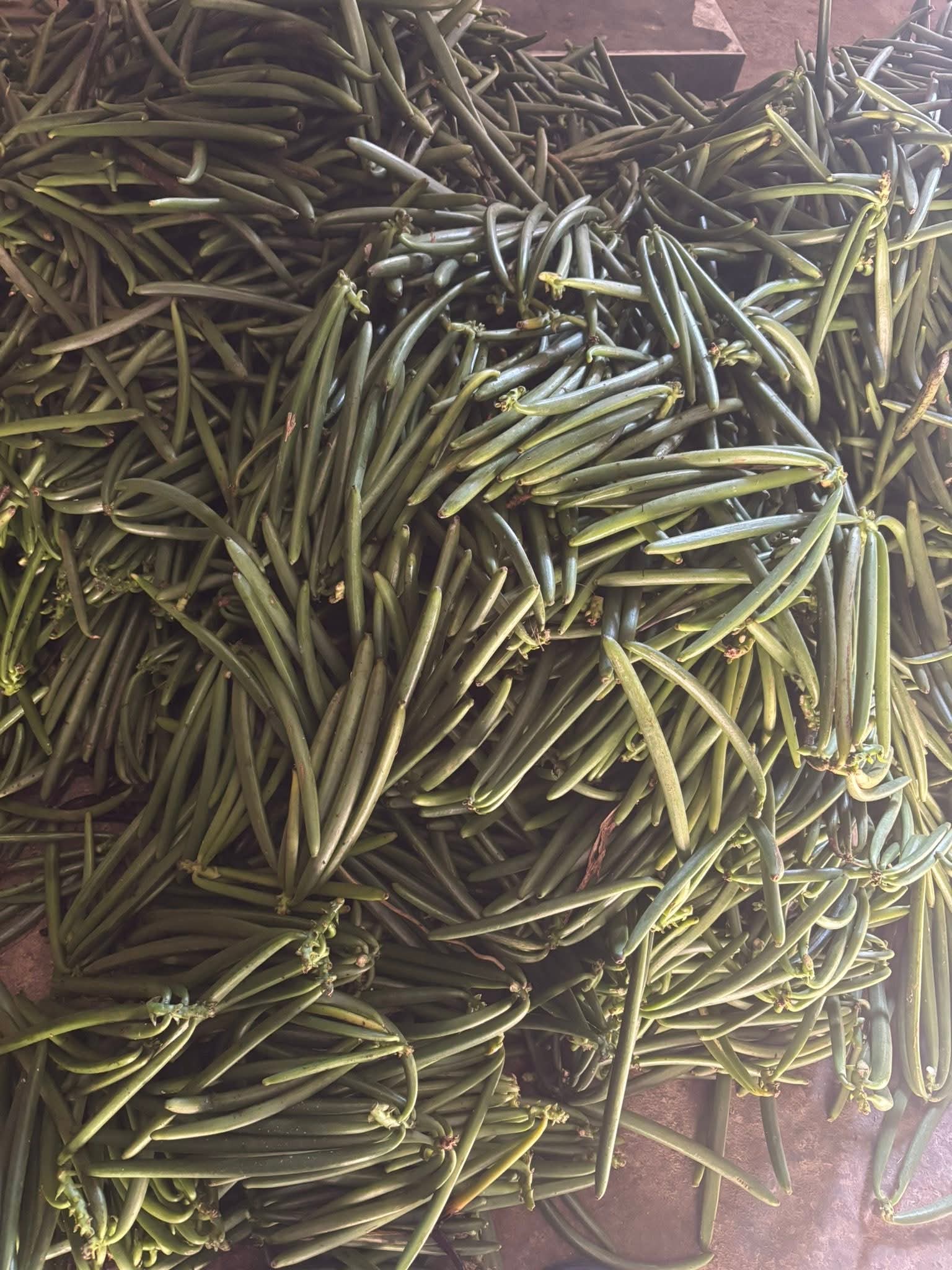 Vanilla Beans Harvest