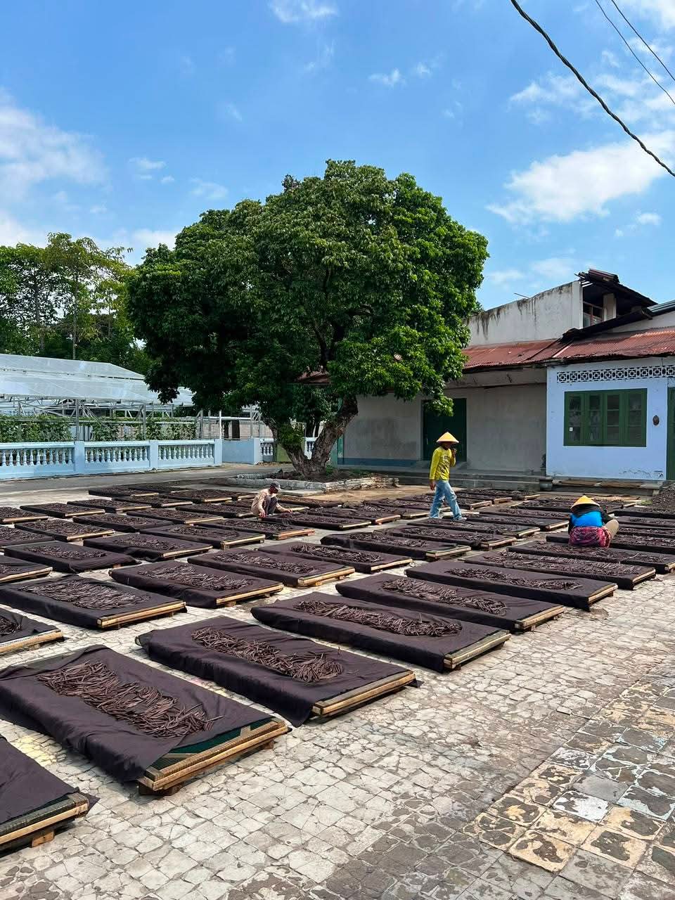 Vanilla Sun Drying