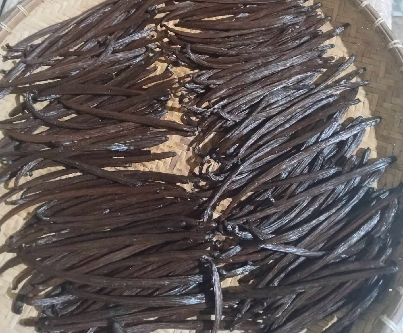 Export Packaging Vanilla Beans